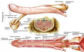 Sistemul reproductiv uman Sistemul reproductiv al corpului uman