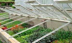 Yaka plivka best for greenhouses: types and features